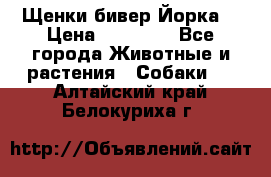 Щенки бивер Йорка  › Цена ­ 30 000 - Все города Животные и растения » Собаки   . Алтайский край,Белокуриха г.
